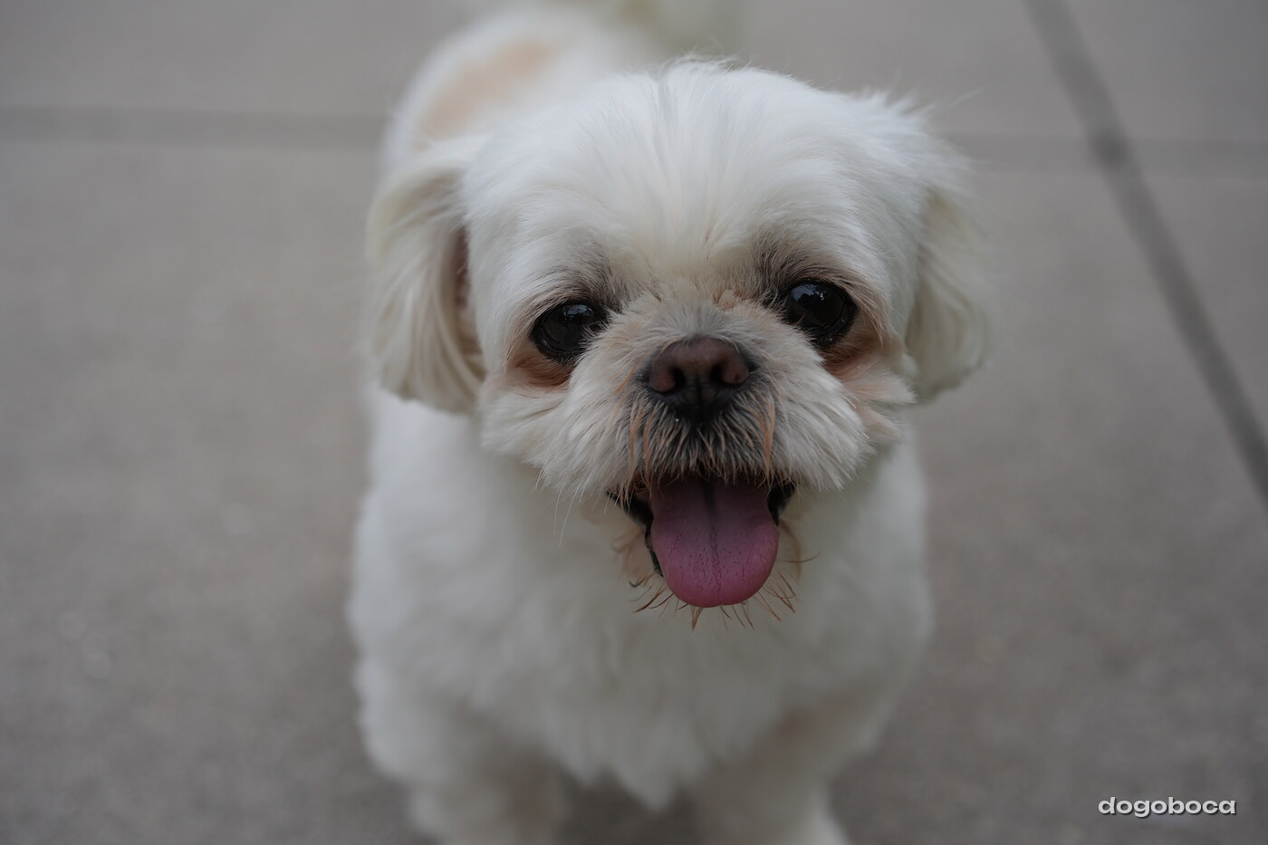 Dog photographed at Mizner Bark Dog Park on September 24, 2026
