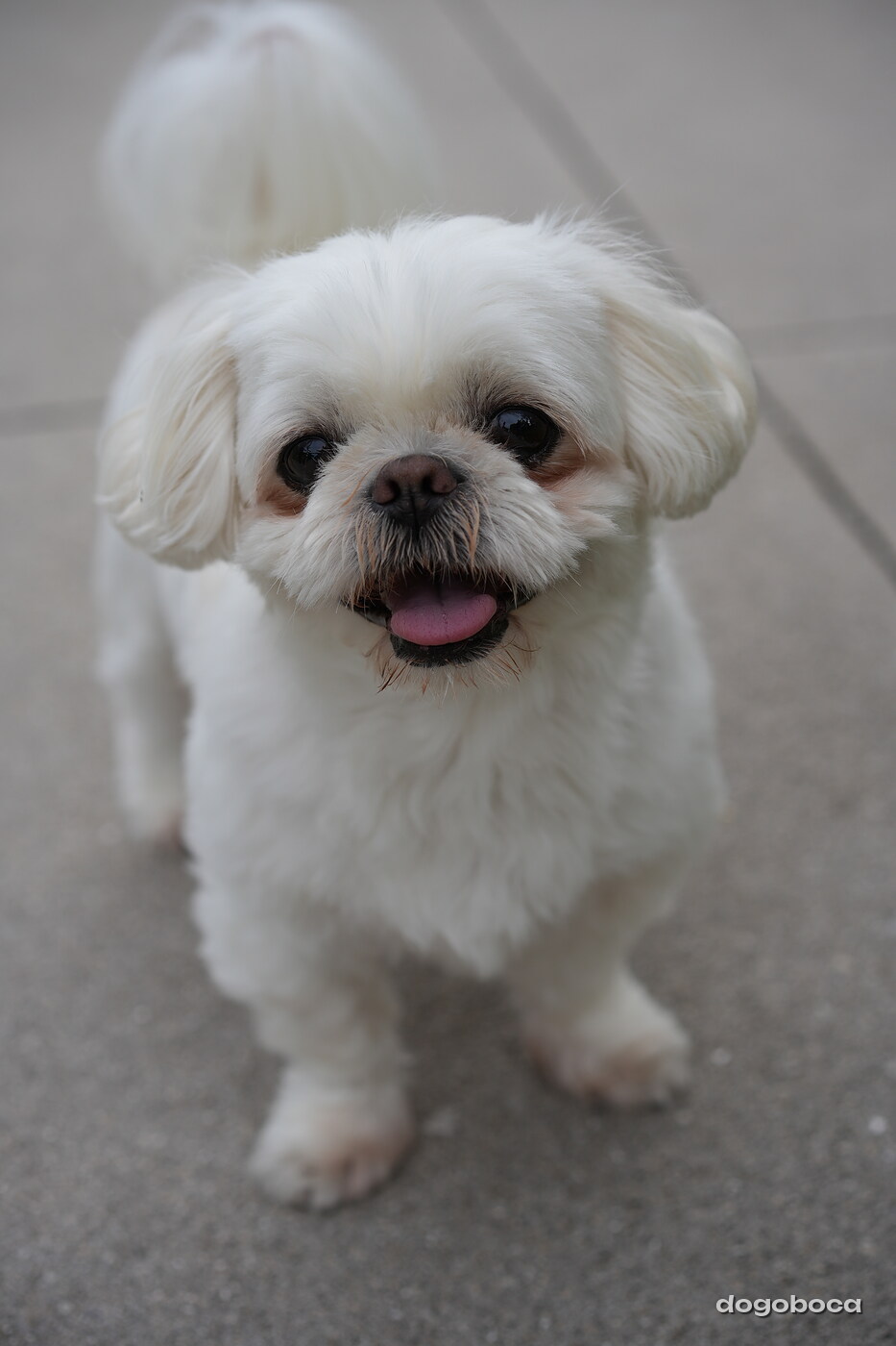 Dog photographed at Mizner Bark Dog Park on September 24, 2026