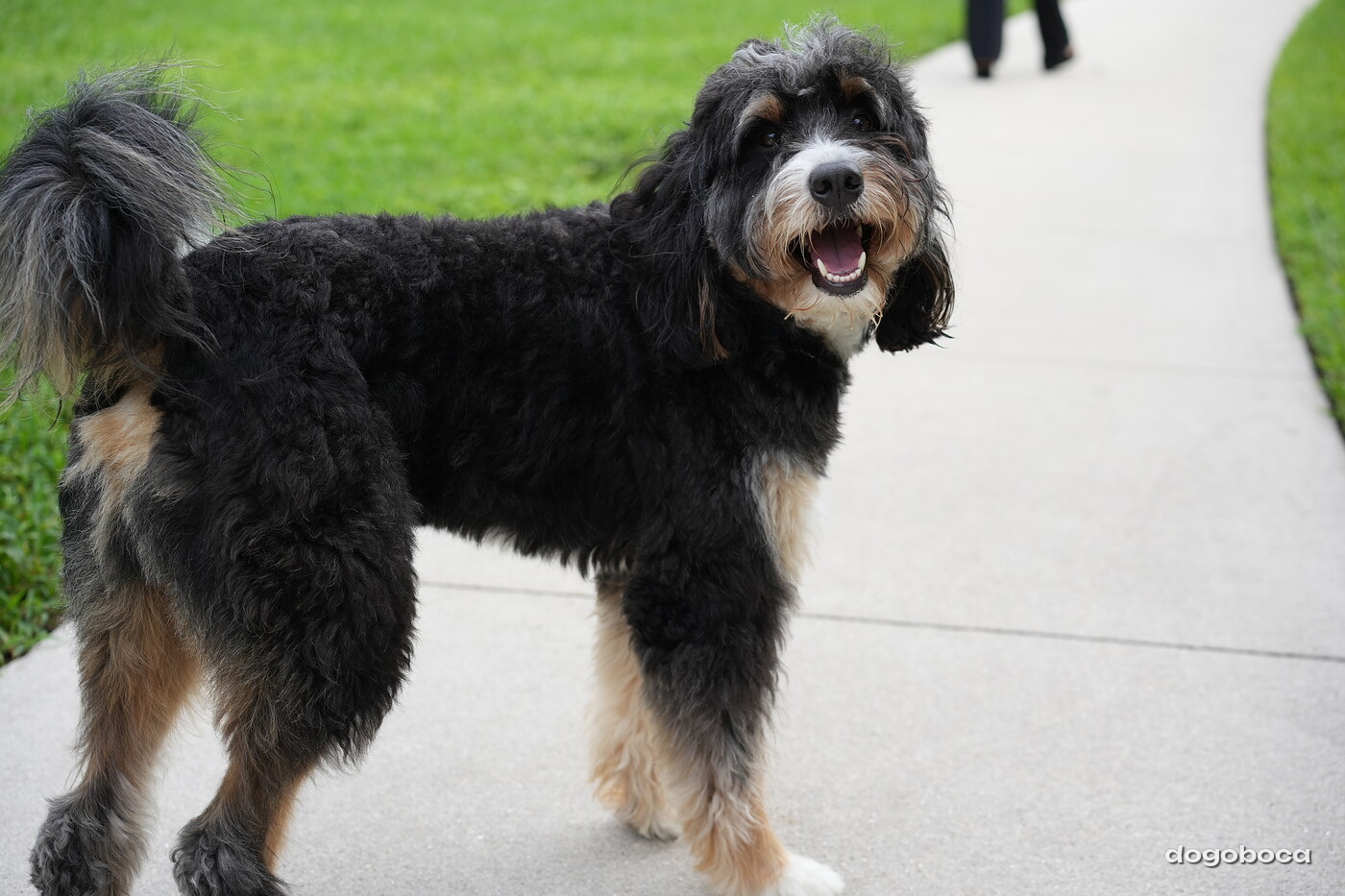 Dog photographed at Mizner Bark Dog Park on September 24, 2026