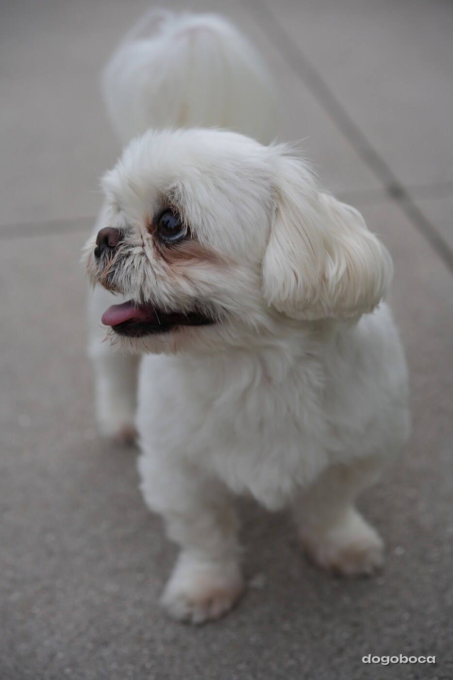Dog photographed at Mizner Bark Dog Park on September 24, 2026