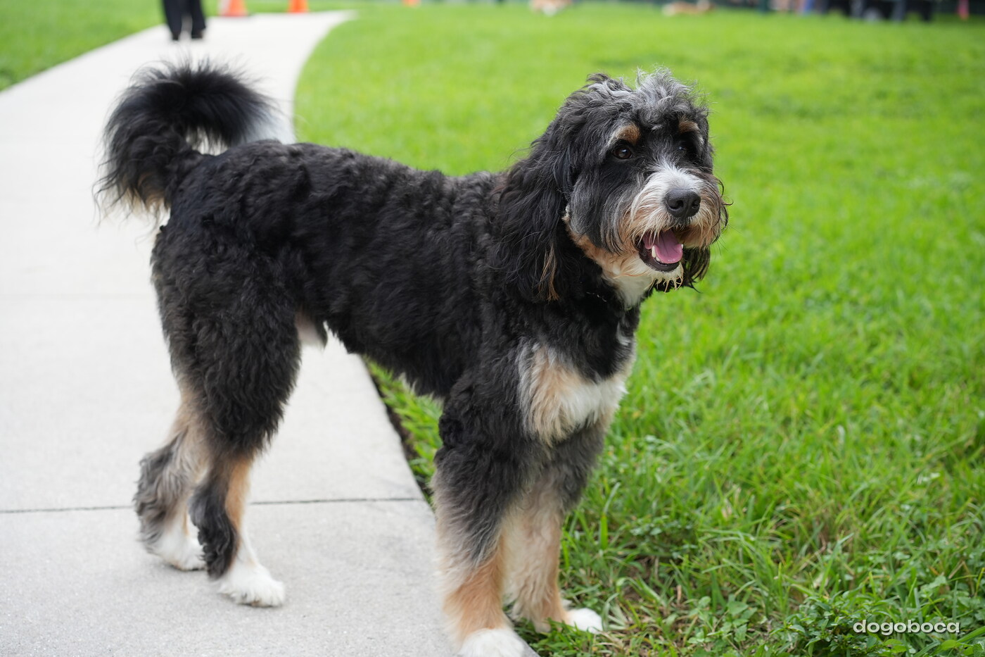 Dog photographed at Mizner Bark Dog Park on September 24, 2026