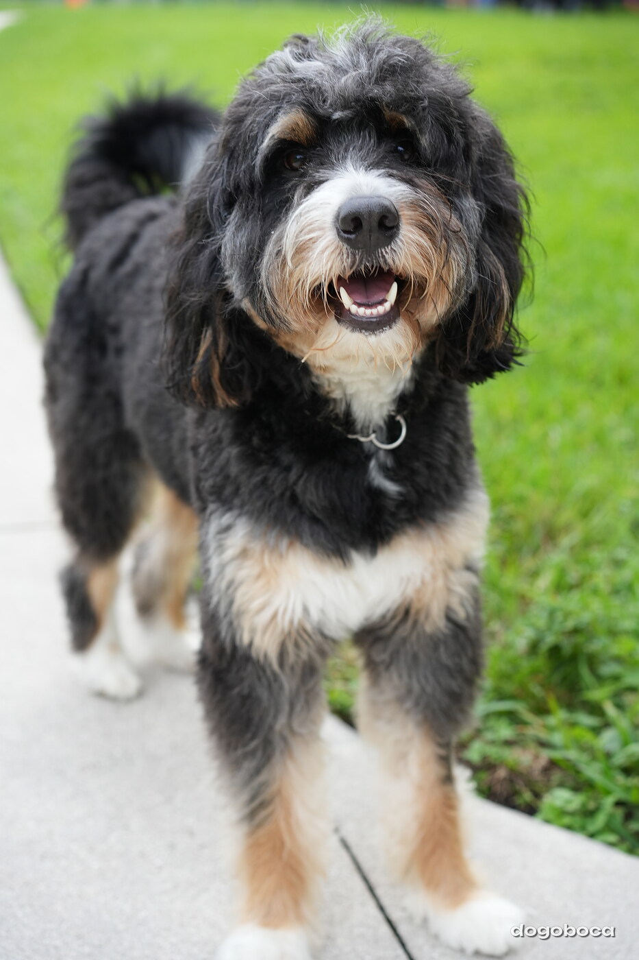 Dog photographed at Mizner Bark Dog Park on September 24, 2026