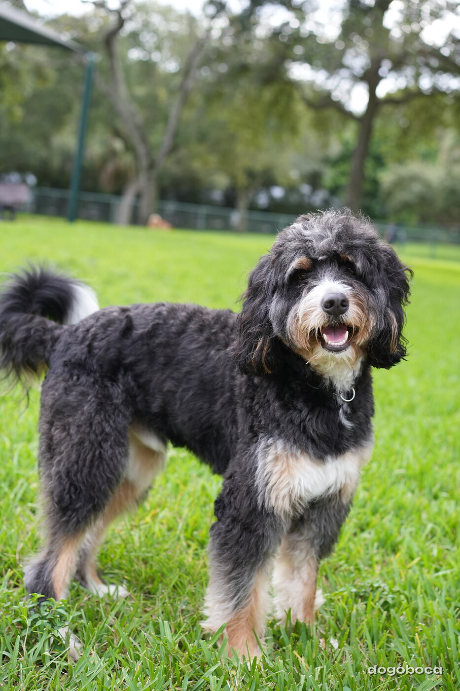 Dog at a dogoboca park session in Mizner Bark Dog Park