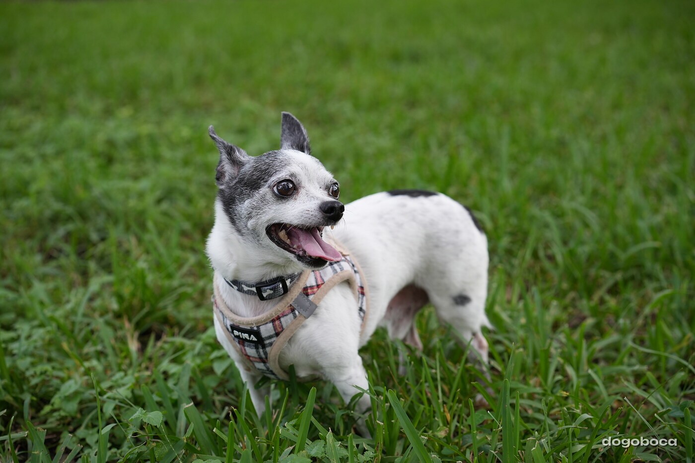 Zen photographed at Mizner Bark Dog Park on September 24, 2026