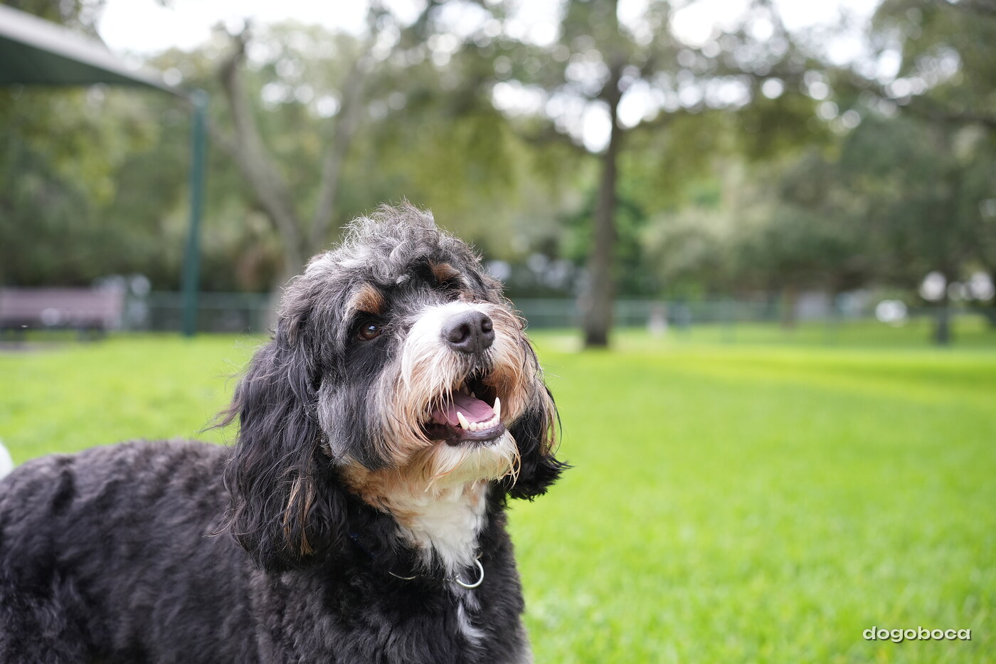 Dog at a dogoboca park session in Mizner Bark Dog Park