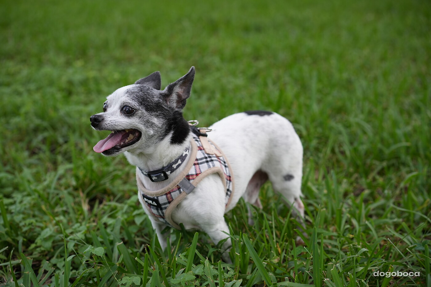 Zen photographed at Mizner Bark Dog Park on September 24, 2026