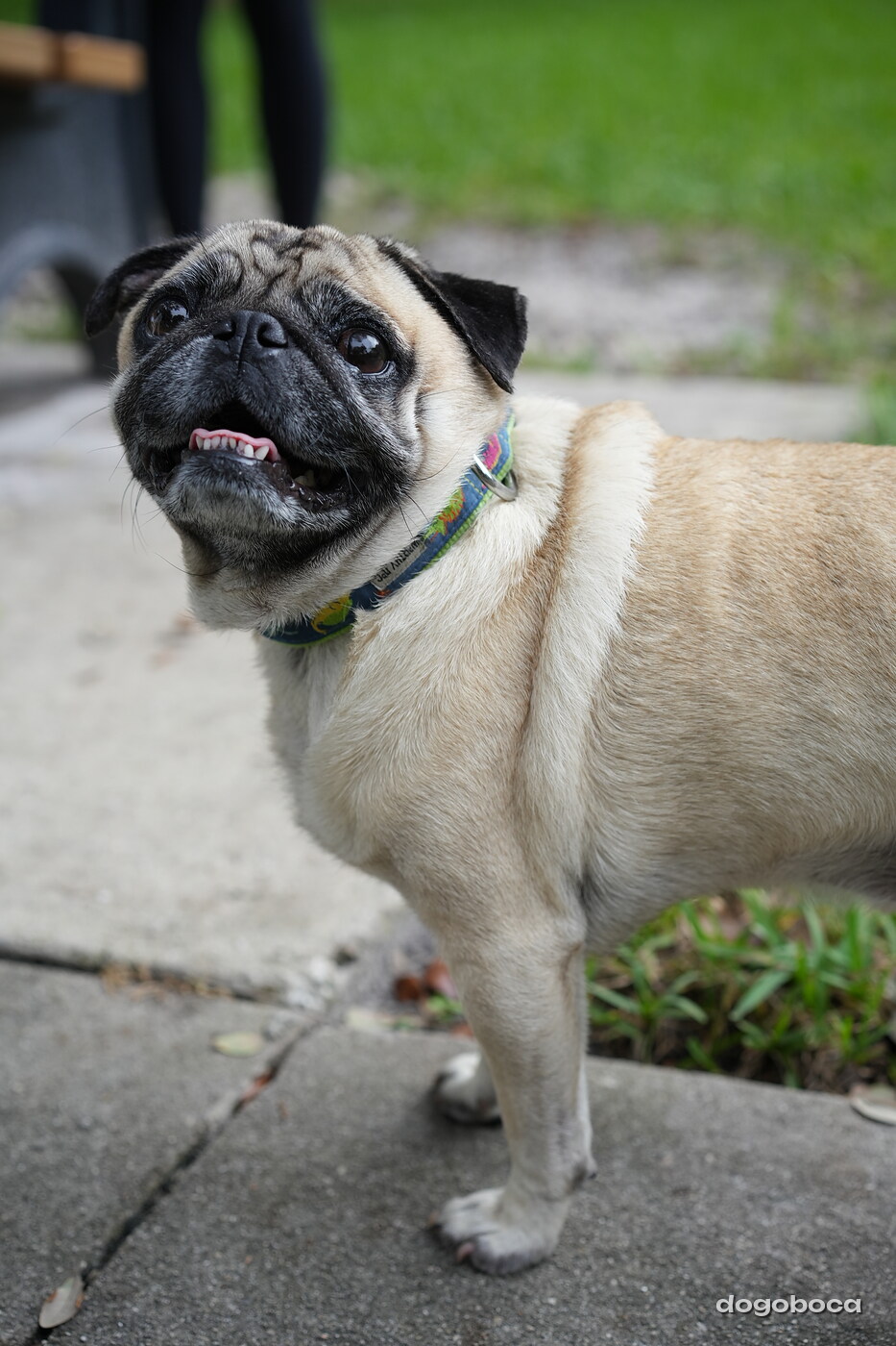 Dog photographed at Mizner Bark Dog Park on September 24, 2026