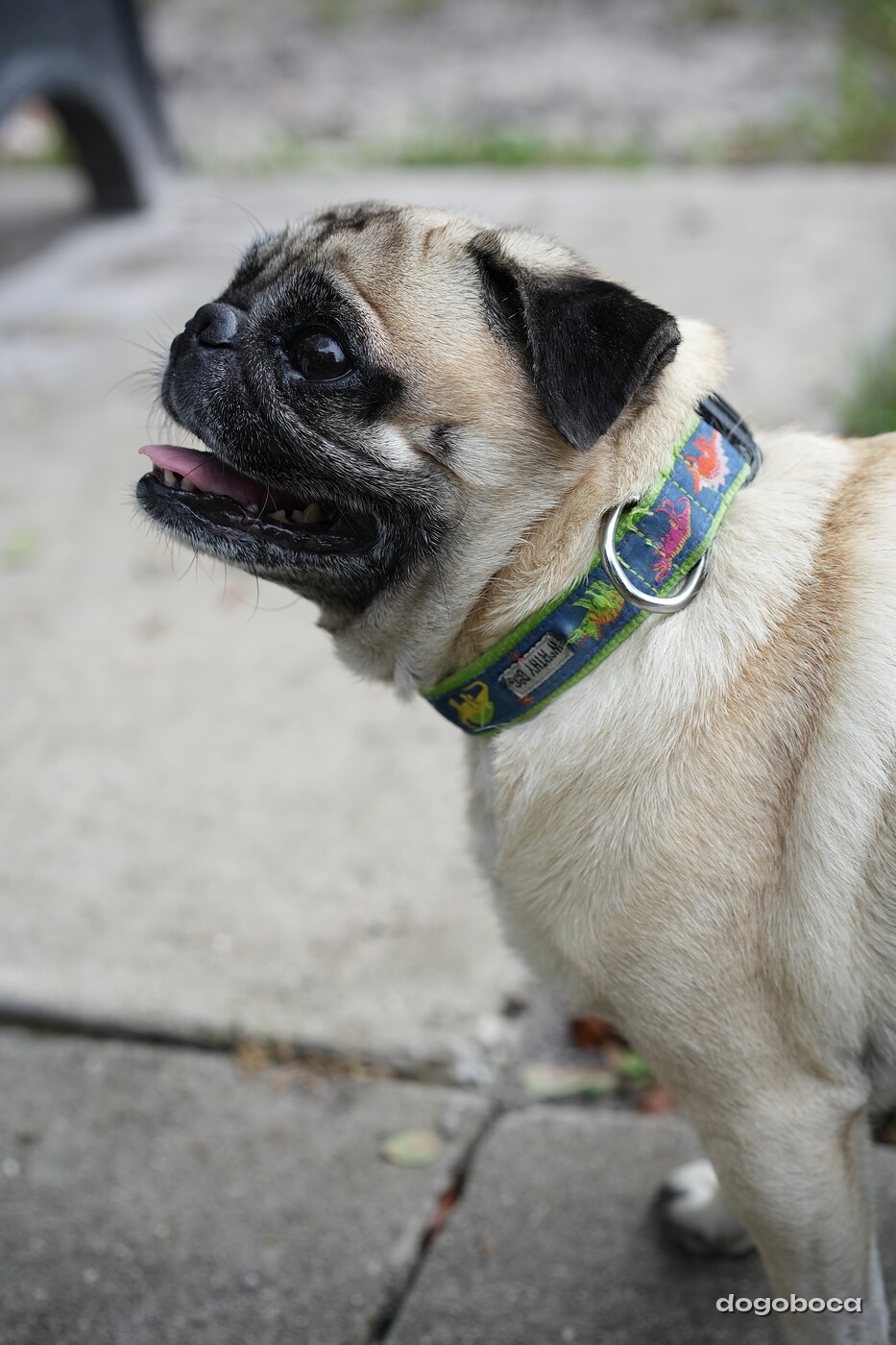 Dog photographed at Mizner Bark Dog Park on September 24, 2026