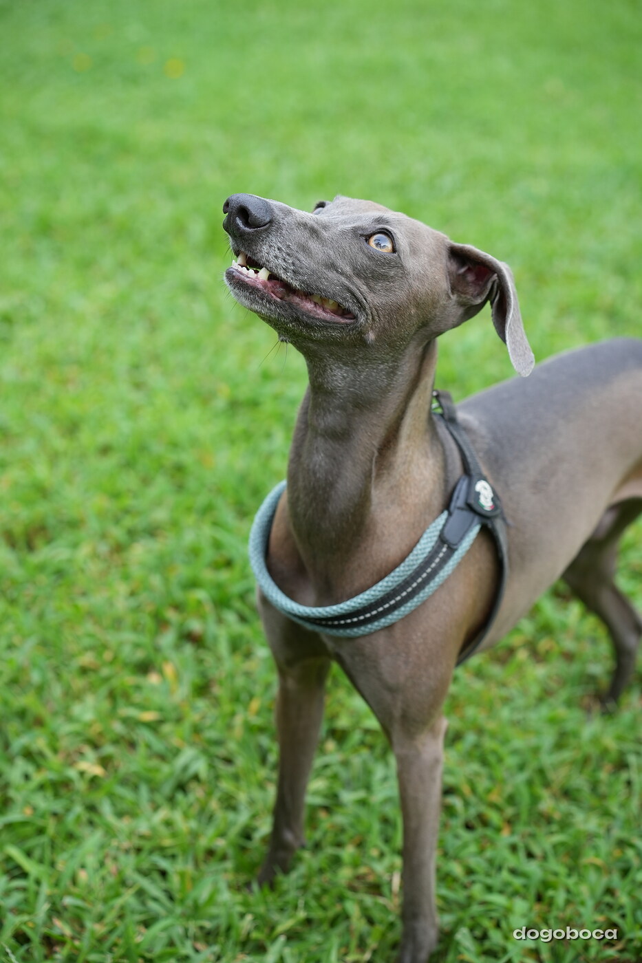 Dog photographed at Mizner Bark Dog Park on September 24, 2026