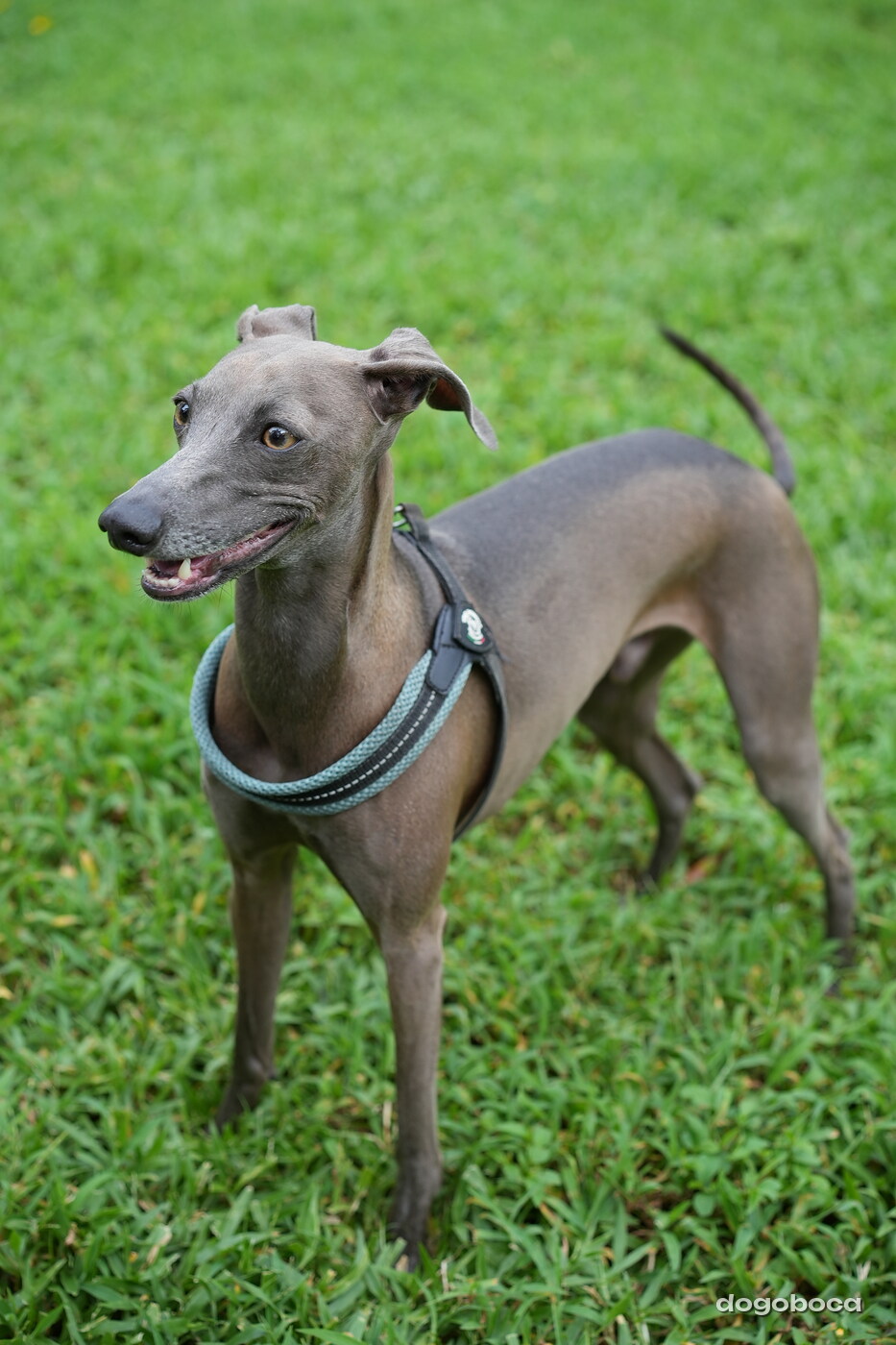 Dog photographed at Mizner Bark Dog Park on September 24, 2026