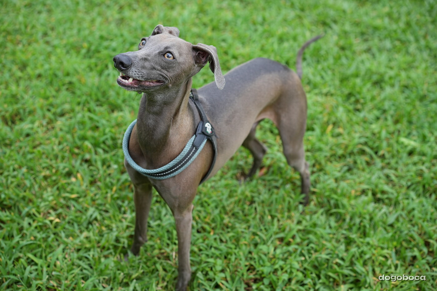 Dog photographed at Mizner Bark Dog Park on September 24, 2026