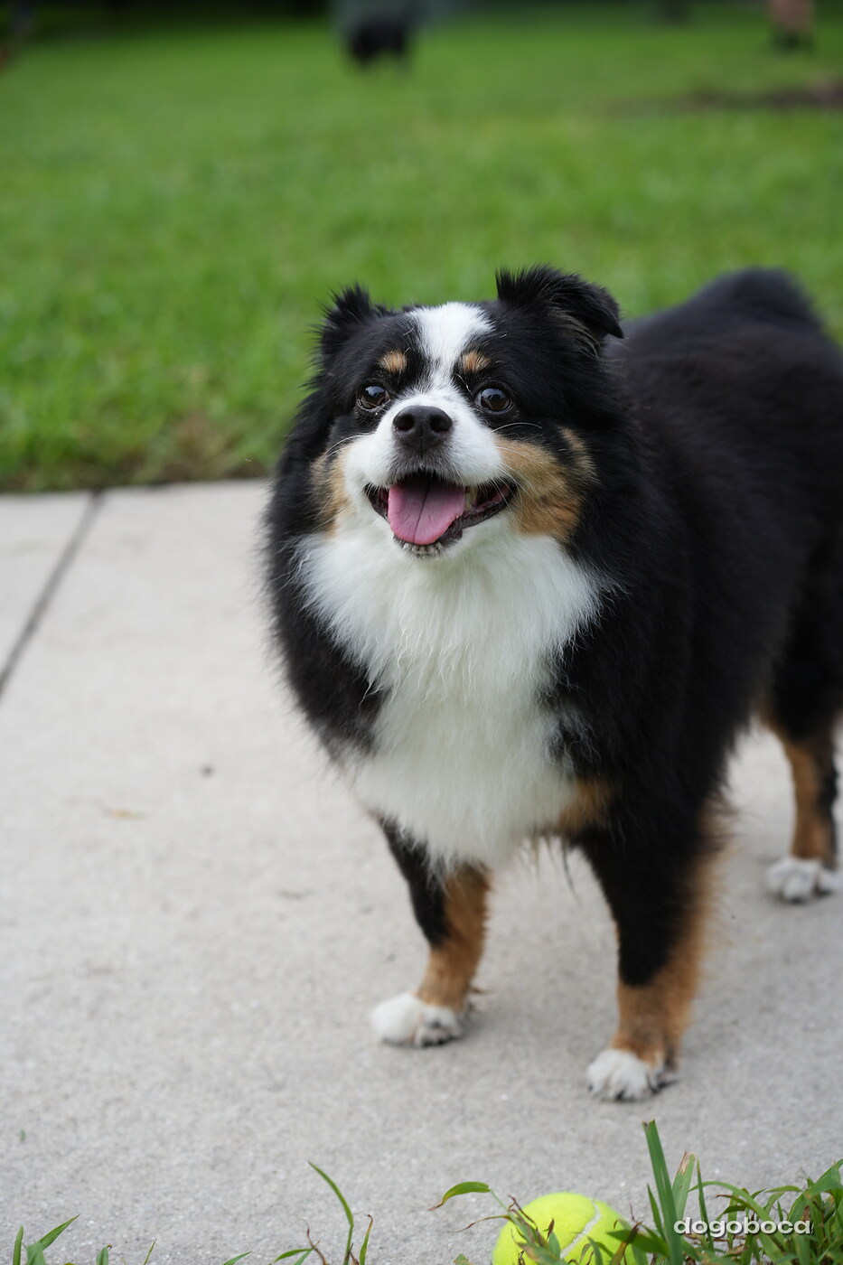 A dog photographed at Mizner Bark Dog Park