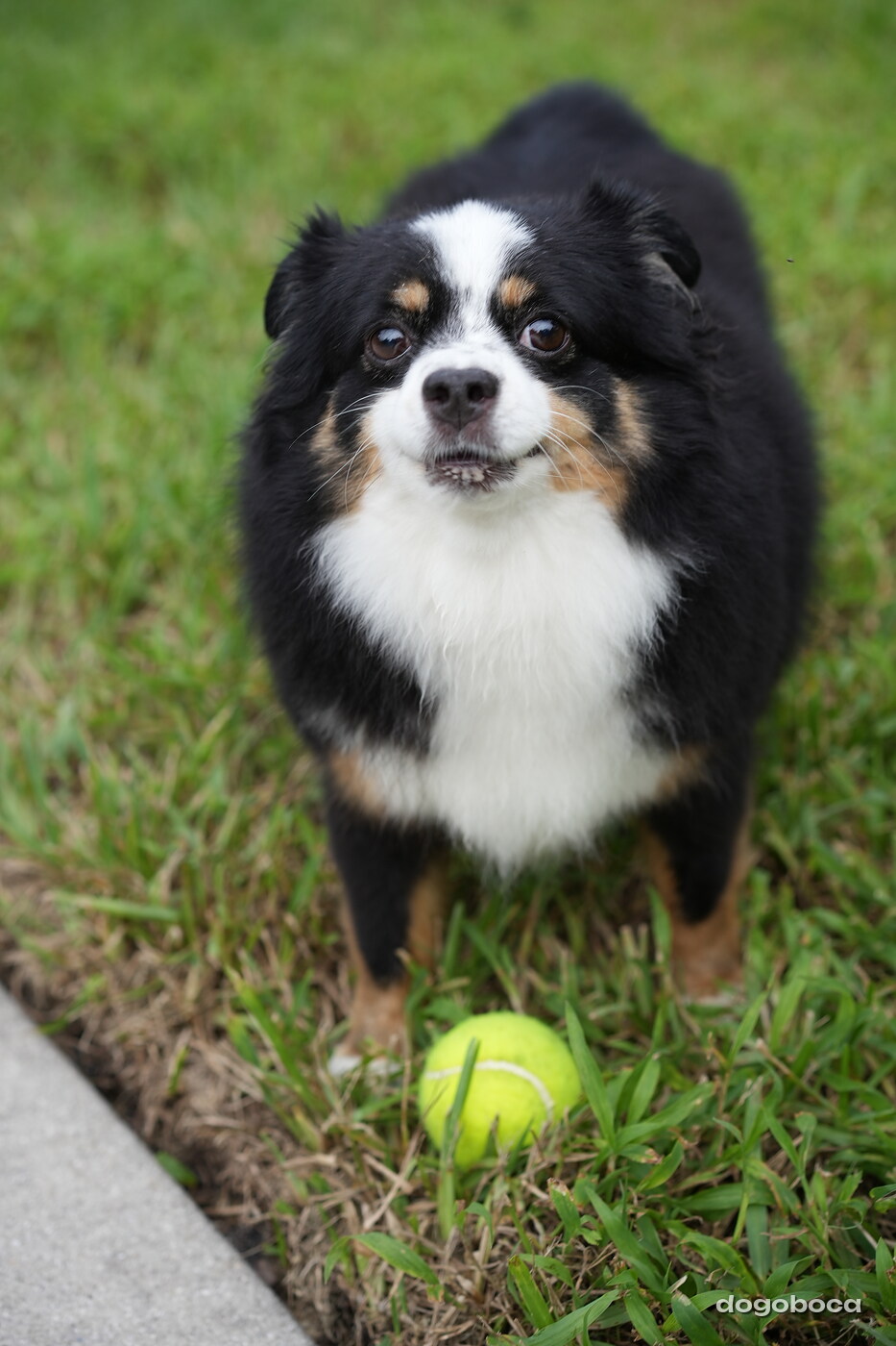 Dog photographed at Mizner Bark Dog Park on September 24, 2026