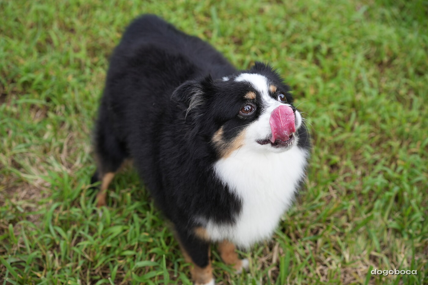 A dog photographed at Mizner Bark Dog Park