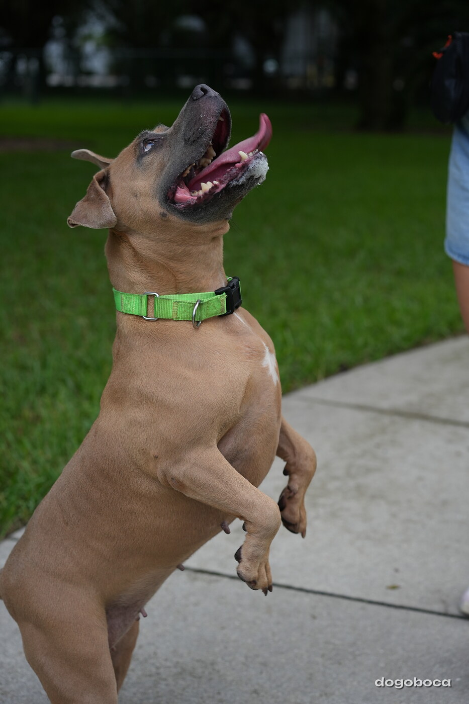 Dog at a dogoboca park session in Mizner Bark Dog Park