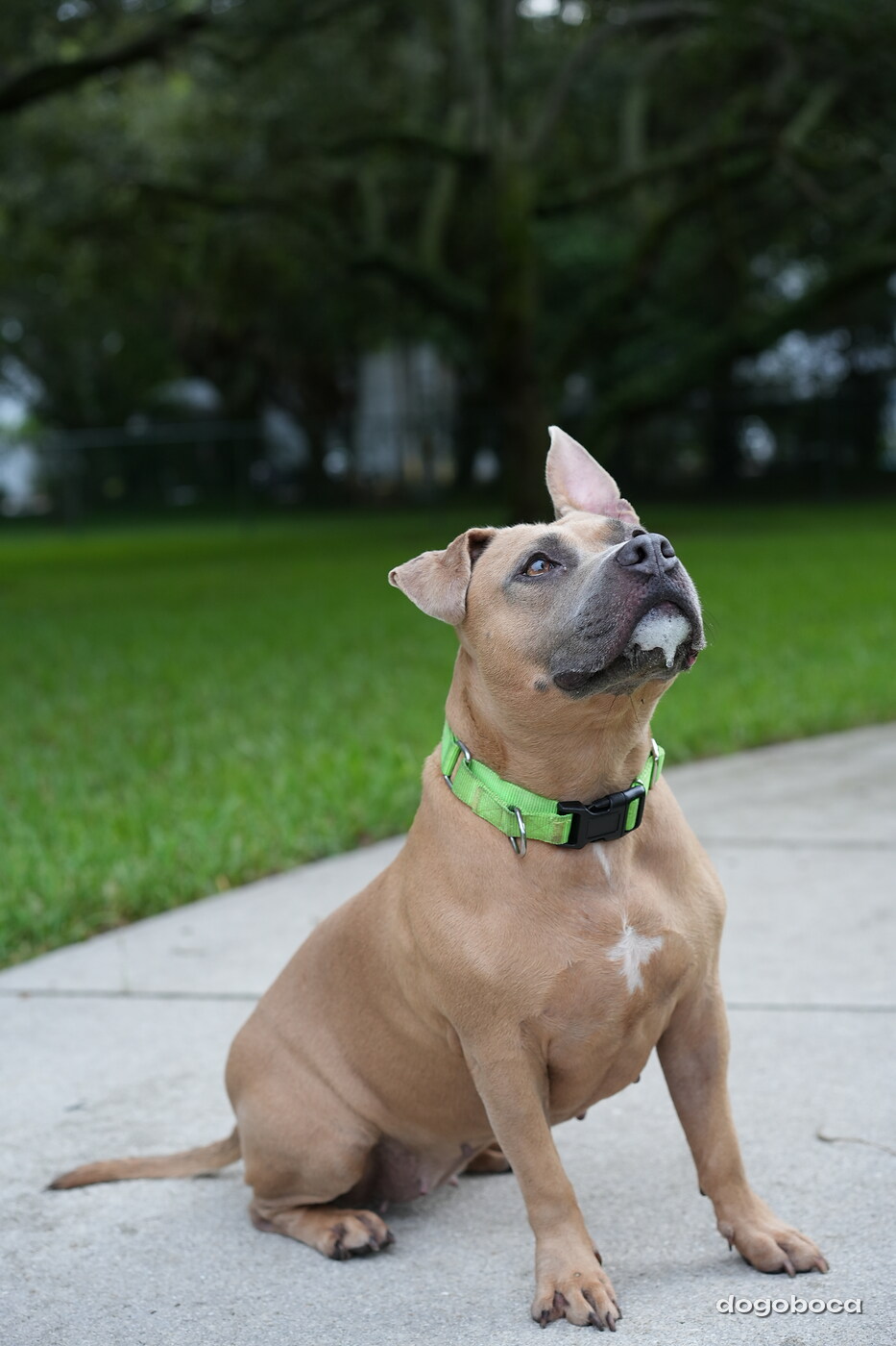 A dog photographed at Mizner Bark Dog Park