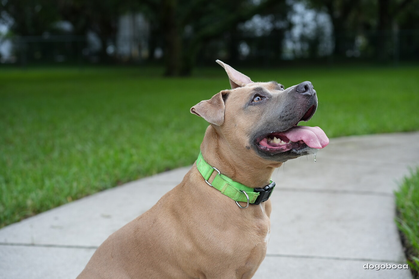 Dog photographed at Mizner Bark Dog Park on September 24, 2026