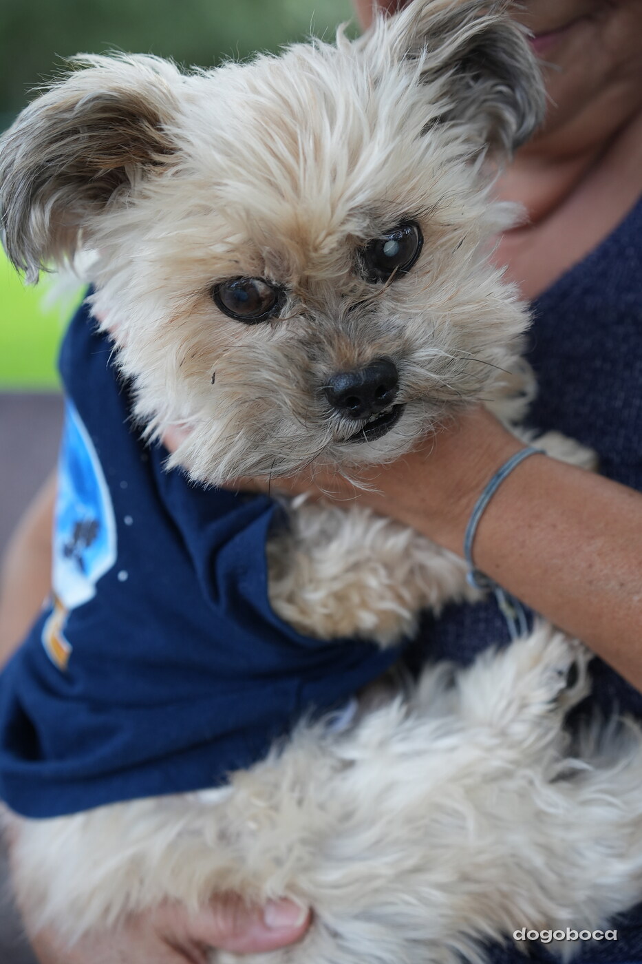 A dog photographed at Mizner Bark Dog Park