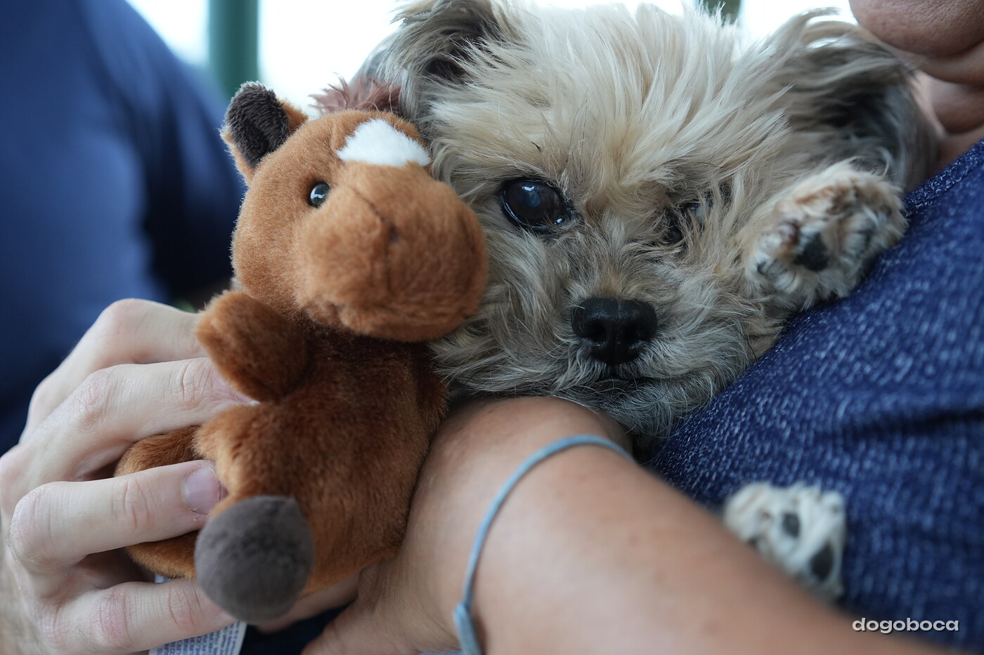 A dog photographed at Mizner Bark Dog Park