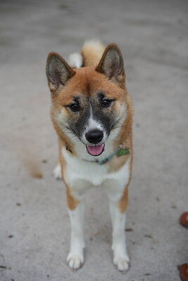 Matcha Shiba photographed at Mizner Bark Dog Park on September 24, 2026