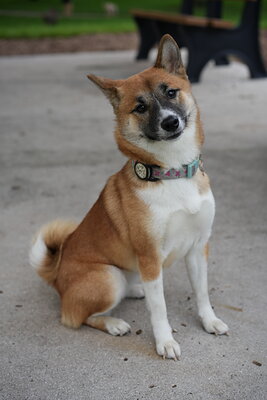 Matcha Shiba photographed at Mizner Bark Dog Park on September 24, 2026