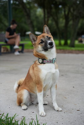 Matcha Shiba photographed at Mizner Bark Dog Park on September 24, 2026