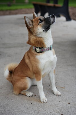 Matcha Shiba photographed at Mizner Bark Dog Park on September 24, 2026