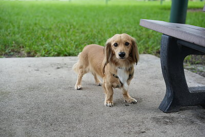 Dog photographed at Mizner Bark Dog Park on September 24, 2026