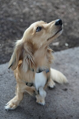 Dog photographed at Mizner Bark Dog Park on September 24, 2026