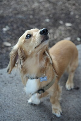 Dog photographed at Mizner Bark Dog Park on September 24, 2026
