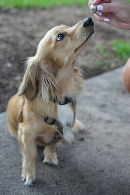 Dog photographed at Mizner Bark Dog Park on September 24, 2026