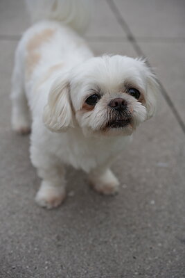 Dog photographed at Mizner Bark Dog Park on September 24, 2026