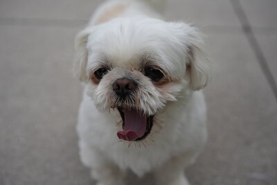 Dog photographed at Mizner Bark Dog Park on September 24, 2026