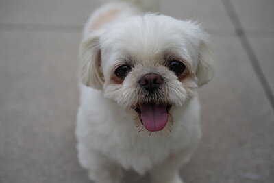 Dog photographed at Mizner Bark Dog Park on September 24, 2026