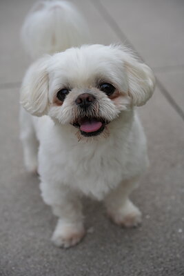 Dog photographed at Mizner Bark Dog Park on September 24, 2026