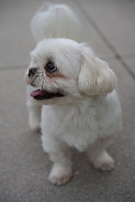 Dog photographed at Mizner Bark Dog Park on September 24, 2026
