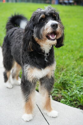 Dog photographed at Mizner Bark Dog Park on September 24, 2026