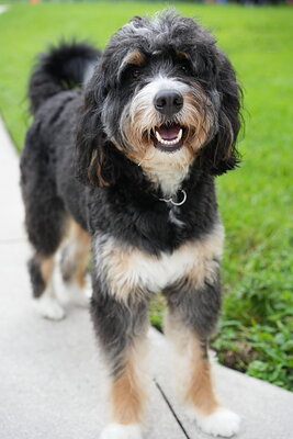 Dog photographed at Mizner Bark Dog Park on September 24, 2026