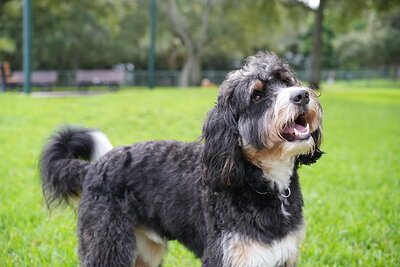 Dog photographed at Mizner Bark Dog Park on September 24, 2026
