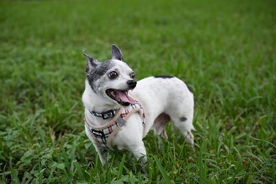 Zen photographed at Mizner Bark Dog Park on September 24, 2026