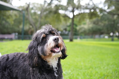 Dog photographed at Mizner Bark Dog Park on September 24, 2026
