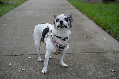 Zen photographed at Mizner Bark Dog Park on September 24, 2026