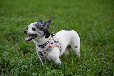 Zen photographed at Mizner Bark Dog Park on September 24, 2026