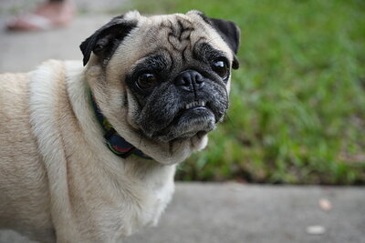 Dog photographed at Mizner Bark Dog Park on September 24, 2026