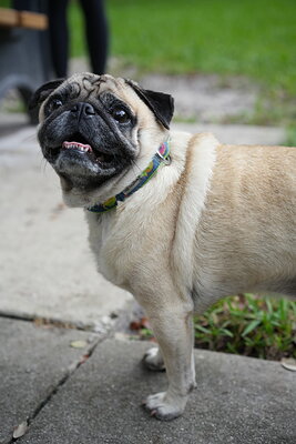 Dog photographed at Mizner Bark Dog Park on September 24, 2026