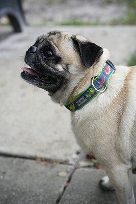 Dog photographed at Mizner Bark Dog Park on September 24, 2026