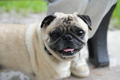 Dog photographed at Mizner Bark Dog Park on September 24, 2026