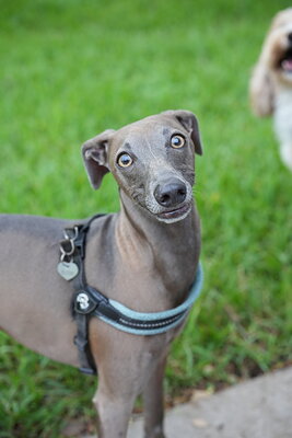 Dog photographed at Mizner Bark Dog Park on September 24, 2026