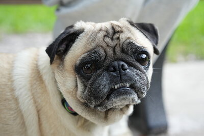 Dog photographed at Mizner Bark Dog Park on September 24, 2026