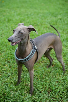Dog photographed at Mizner Bark Dog Park on September 24, 2026